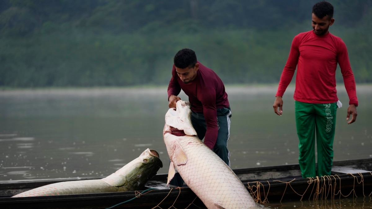 giant,-sustainable-rainforest-fish-now-fashion-in-us-–-voice-of-america-–-voa-news