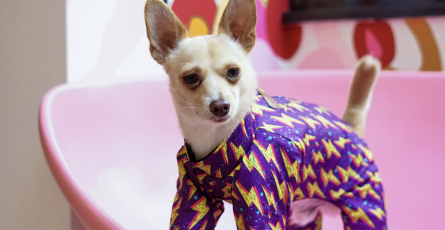 dogs-‘n-denim:-a-fashion-show-–-university-of-arizona-news