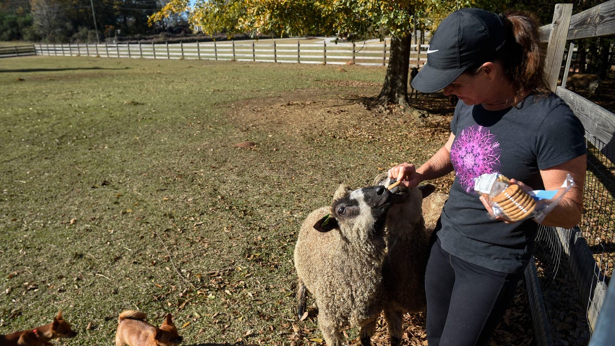 appling-woman-uses-best-wool-from-rare-sheep-to-create-fashion,-art-–-the-augusta-chronicle