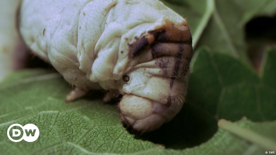 silkworms-in-sustainable-fashion-–-dw-–-12/05/2022-–-dw-(english)